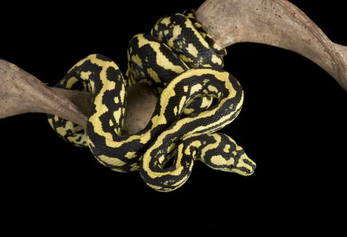 Framed Print : Jungle Carpet Python - Cheynei sub-species - Australia - New-Guinea Framed Print : Jungle Carpet Python - Cheynei sub-species - Australia - New-Guinea