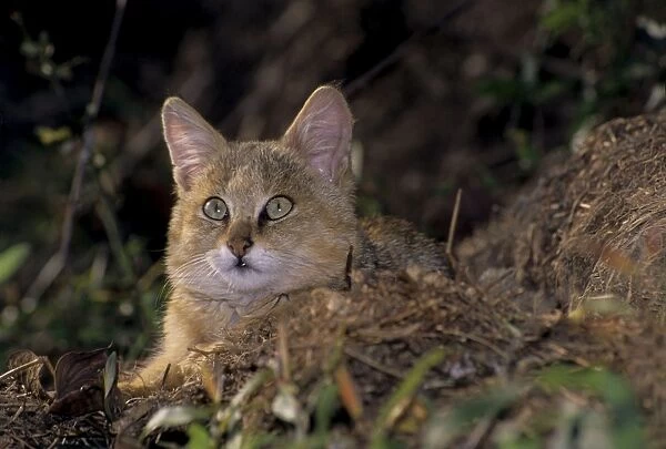 Jungle cat Keoladeo National Park, India