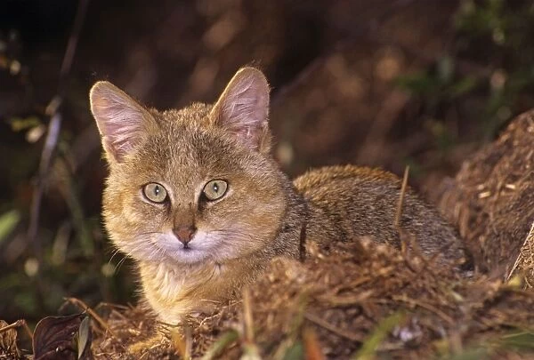 Jungle Cat - Young Keoladeo National Park, India