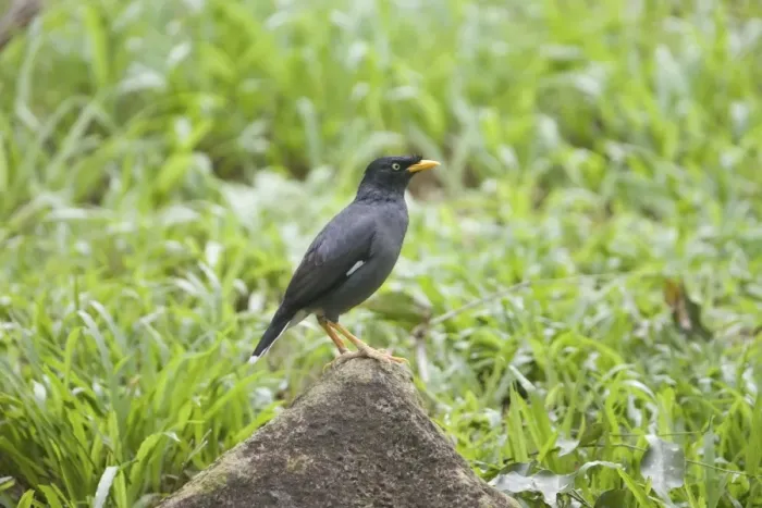 Framed Print : Jungle Myna Framed Print : Jungle Myna