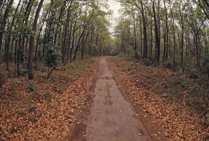 Framed Print : Jungle road going thru Sal forest, Corbett National Park, India Framed Print : Jungle road going thru Sal forest, Corbett National Park, India