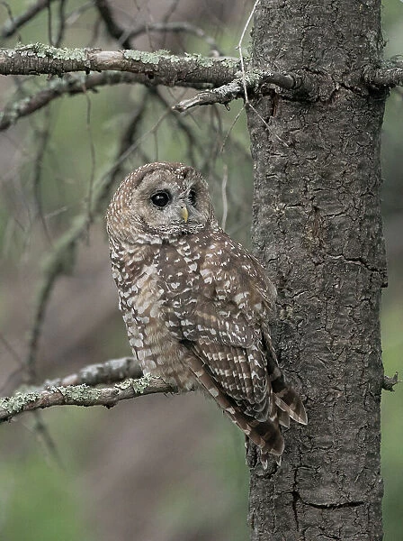 Just before dusk the male Mexican Spotted owl perching near female after a year of unsuccessful nesting, possibly due to the drought of the past year. Date: 13-07-2021