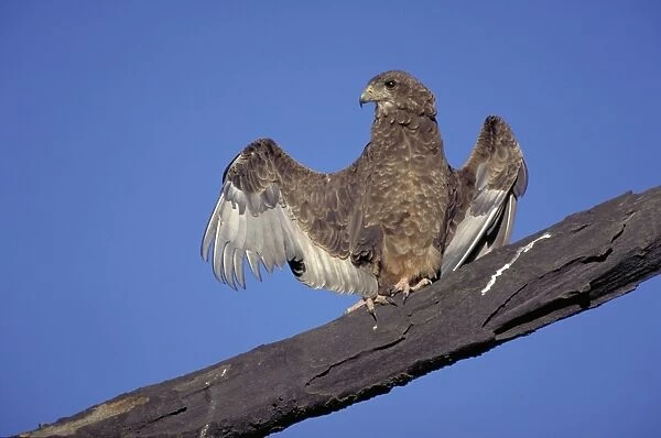 Juvenile Bataleur Eagle. Spreading wings. Typical behaviour of this eagle. Shaba, Kenya
