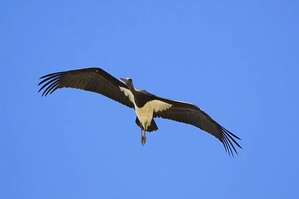 Juvenile Black Stork in flight on migration Tarifa Spain September