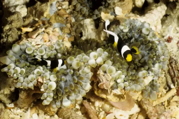 Framed Print : Juvenile Clark's anemonefish (Amphiprion clarkii) in bulb-tentacle sea anemone (Entacmaea quadricolor). Rib Reef, Great Barrier Reef Marine Park, Queensland, Australia