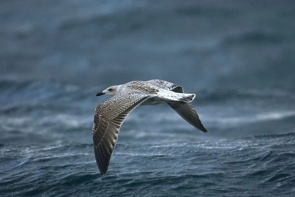 Juvenile Great Black-backed Gull over waves Isles of Scilly, August