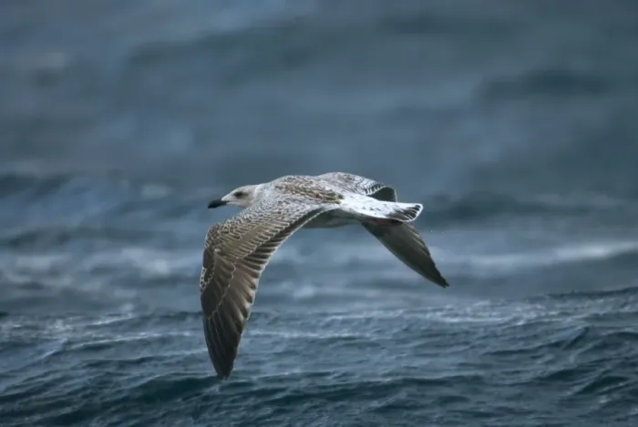 Framed Print : Juvenile Great Black-backed Gull over waves Isles of Scilly, August Framed Print : Juvenile Great Black-backed Gull over waves Isles of Scilly, August