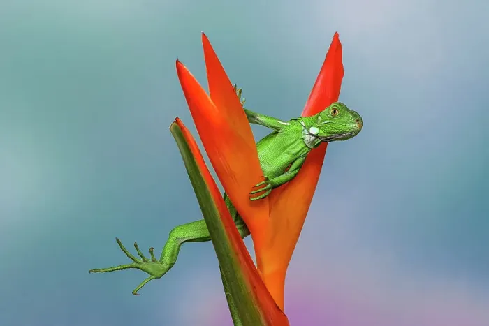 Framed Print : Juvenile Iguana lounging in red bromeliad, Florida Date: 31-12-1999