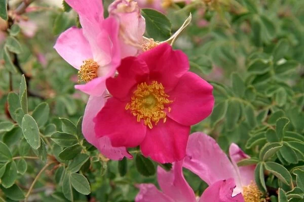 JVG-3571. Rosa webbiana blooms - TransHimalaya Ladakh India