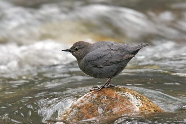 JZ-1946. American Dipper. Yellowstone National Park, Wyoming, USA