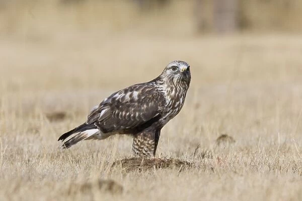 JZ-2960. Rough-legged Hawk. New Mexico in February