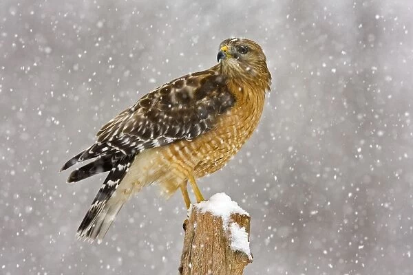 JZ-2962. Red-shouldered Hawk - adult in snow storm.. Connecticut in February