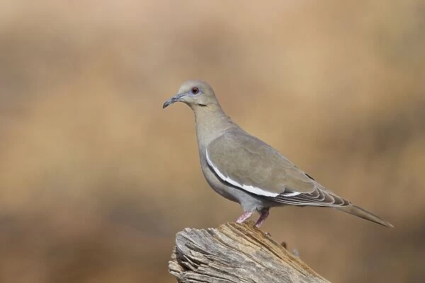 JZ-4090. White-winged Collared Dove. southeast Arizona in March - USA