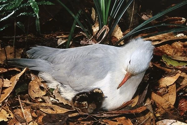 Kagu (Rhynochetos jubatus) With chick 7-8 hours old, New Caledonia, endemic to rainforests of New Caledonia JPF47269