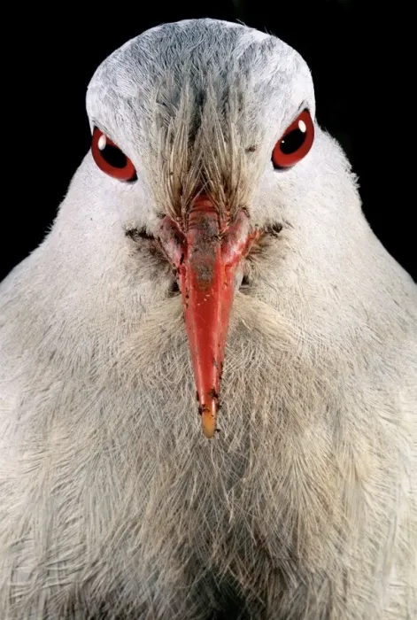 Framed Print : Kagu (Rhynochetos jubatus) close up, showing binocular vision that allows the bird to hunt small prey on the dark rainforest floor, New Caledonia, endemic to rainforests of New Caledonia JPF50482 Framed Print : Kagu (Rhynochetos jubatus) close up, showing binocular vision that allows the bird to hunt small prey on the dark rainforest floor, New Caledonia, endemic to rainforests of New Caledonia JPF50482