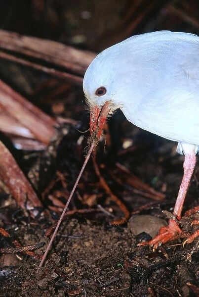 Kagu (Rhynochetos jubatus) with earthworm. In the Riviere Bleue reserve in the wet season earthworms are the main constituent of the Kagu diet (about 70 percent), New Caledonia, endemic to rainforests of New Caledonia - JPF47248
