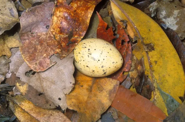 Framed Print : Kagu (Rhynochetos jubatus) Egg in nest on the ground, New Caledonia, endemic to rainforests of New Caledonia JPF51967 Framed Print : Kagu (Rhynochetos jubatus) Egg in nest on the ground, New Caledonia, endemic to rainforests of New Caledonia JPF51967