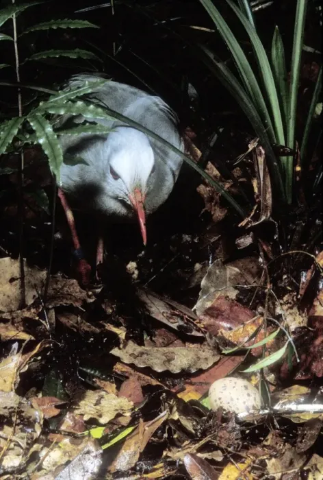 Framed Print : Kagu (Rhynochetos jubatus) hen approaching egg, New Caledonia, endemic to rainforests of New Caledonia JPF50737 Framed Print : Kagu (Rhynochetos jubatus) hen approaching egg, New Caledonia, endemic to rainforests of New Caledonia JPF50737