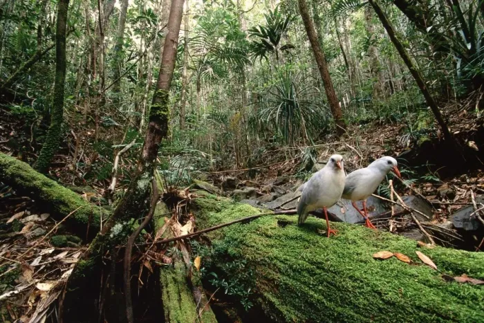 Framed Print : Kagu (Rhynochetos jubatus) mating pair, New Caledonia, endemic to rainforests of New Caledonia JPF50347 Framed Print : Kagu (Rhynochetos jubatus) mating pair, New Caledonia, endemic to rainforests of New Caledonia JPF50347