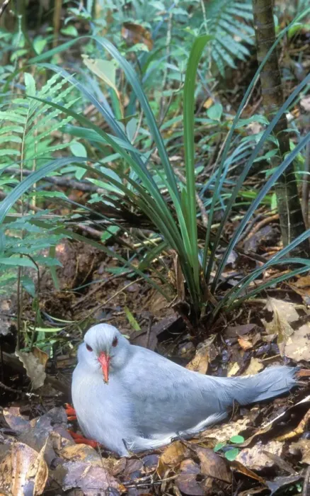 Framed Print : Kagu (Rhynochetos jubatus) On Nest incubating (30-35 days) New Caledonia, endemic to rainforests of New Caledonia JPF50410 Framed Print : Kagu (Rhynochetos jubatus) On Nest incubating (30-35 days) New Caledonia, endemic to rainforests of New Caledonia JPF50410