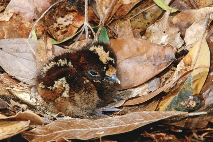 Framed Print : Kagu (Rhynochetos jubatus) Newly hatched chick on nest, New Caledonia, endemic to rainforests of New Caledonia JPF51956 Framed Print : Kagu (Rhynochetos jubatus) Newly hatched chick on nest, New Caledonia, endemic to rainforests of New Caledonia JPF51956