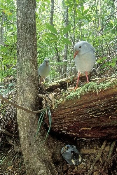 Kagu (Rhynochetos jubatus) parents leaving chick part-hidden while they forage, New Caledonia, endemic to rainforests of New Caledonia JPF50396