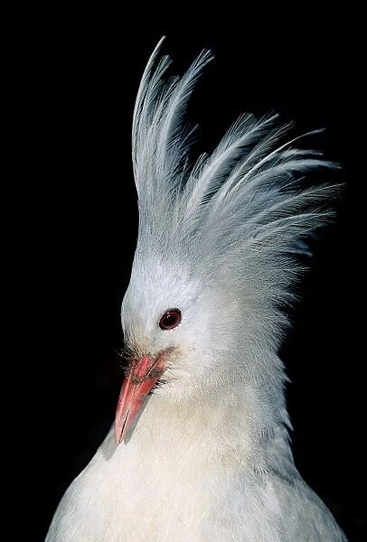 Kagu (Rhynochetos jubatus) portrait, male with crest erect. When two Kagus meet, even members of a pair, the male raises its crest, the female sometimes also. If another male enters the territory, a fight may occur