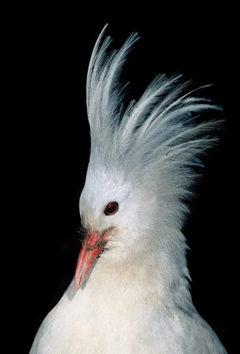 Framed Print : Kagu (Rhynochetos jubatus) portrait, male with crest erect. When two Kagus meet, even members of a pair, the male raises its crest, the female sometimes also. If another male enters the territory, a fight may occur Framed Print : Kagu (Rhynochetos jubatus) portrait, male with crest erect. When two Kagus meet, even members of a pair, the male raises its crest, the female sometimes also. If another male enters the territory, a fight may occur