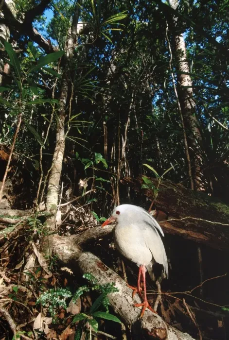 Framed Print : Kagu (Rhynochetos jubatus) in rainforest habitat, New Caledonia, endemic to rainforests of New Caledonia JPF50344 Framed Print : Kagu (Rhynochetos jubatus) in rainforest habitat, New Caledonia, endemic to rainforests of New Caledonia JPF50344
