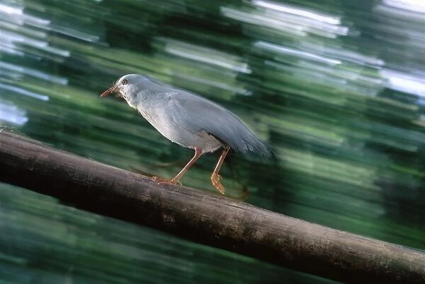 Kagu (Rhynochetos jubatus) running up log. The wings are also used when the bird tries to run faster, or to act as brake when jumping off a perch. New Caledonia, endemic to rainforests of New Caledonia JPF47252