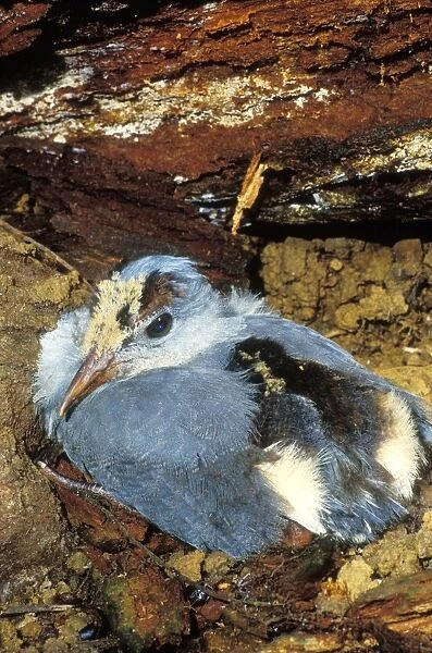 Kagu (Rhynochetos jubatus) six-week chick, New Caledonia, endemic to rainforests of New Caledonia JPF47278