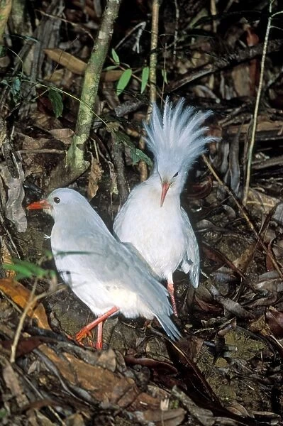 Kagu (Rhynochetos jubatus) territorial display (on meeting another bird), New Caledonia, endemic to rainforests of New Caledonia JPF50736