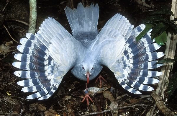 Kagu (Rhynochetos jubatus) threat display, female protecting chick from the photographer. New Caledonia, endemic to rainforests of New Caledonia JPF47274