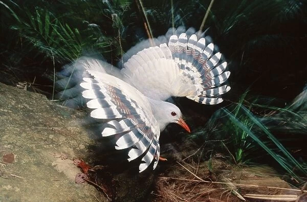 Kagu (Rhynochetos jubatus) threat display. The female tries to led the surce of danger away from the well-camouflaged chick. New Caledonia, endemic to rainforests of New Caledonia JPF47275