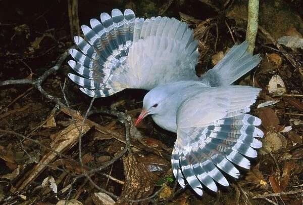 Kagu (Rhynochetos jubatus) threat display, New Caledonia, endemic to rainforests of New Caledonia JPF50354