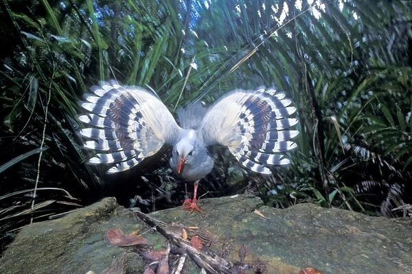 Kagu (Rhynochetos jubatus) threat display, New Caledonia, endemic to rainforests of New Caledonia JPF50424