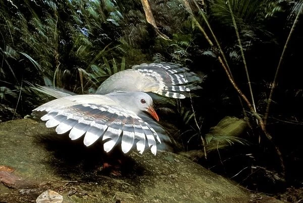 Kagu (Rhynochetos jubatus) threat display, New Caledonia, endemic to rainforests of New Caledonia JPF50423