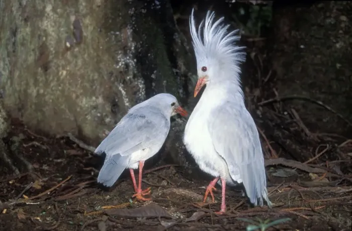 Framed Print : Kagu (Rhynochetus jubatus) territorial display: when two Kagu meet, even members of a pair, the male raises its crest, the female sometimes also. If another male enters the territory, a fight may occur, New Caledonia, rainforests of New Caledonia Framed Print : Kagu (Rhynochetus jubatus) territorial display: when two Kagu meet, even members of a pair, the male raises its crest, the female sometimes also. If another male enters the territory, a fight may occur, New Caledonia, rainforests of New Caledonia