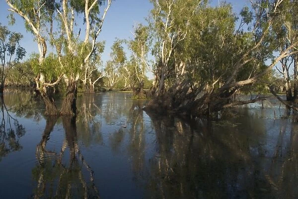 Kakadu National Park, Australia - Paperbark trees (Melaleuca sp) in the wetlands of Yellow Waters, Cooinda, in Kakadu National Park. A World Heritage listed National Park with wetlands of International Importance (Ramsar Convention)
