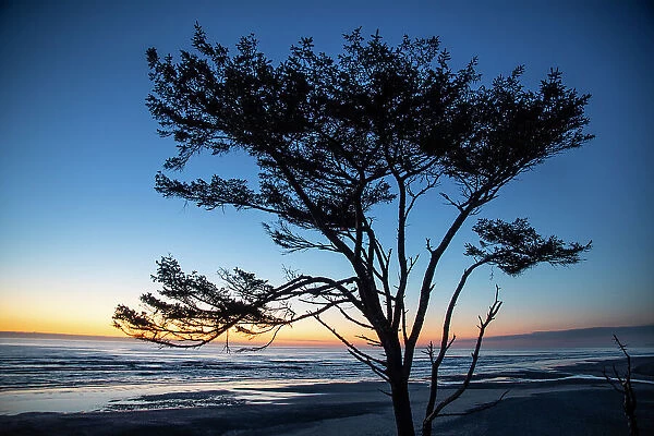 Kalaloch Beach, Olympic Peninsula, wind blown tree. Date: 19-03-2020