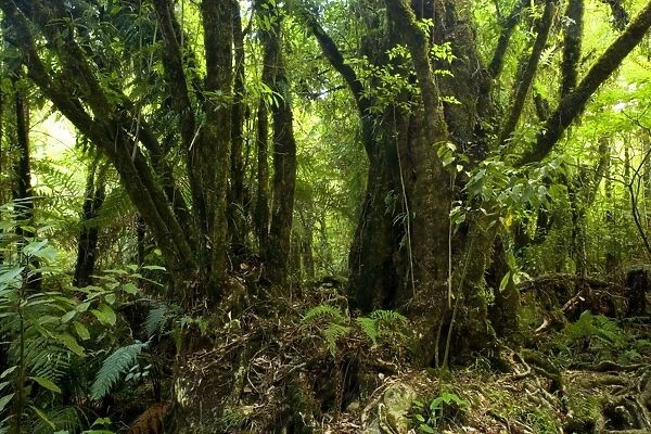 Kamahi Giants gorgous old Kamahi trees with a gigantic root system growing in lush temperate rainforest at Marokopa Falls Waitomo, King Country, North Island, New Zealand