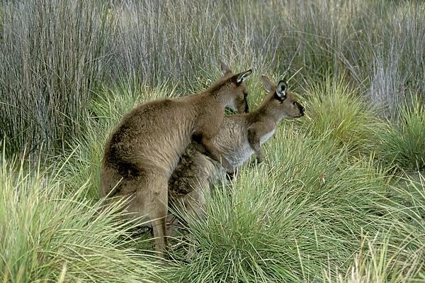Kangaroo Island Western Grey Kangaroo - Mating, Flinders Chase National Park, Kangaroo Island, South Australia JPF40712