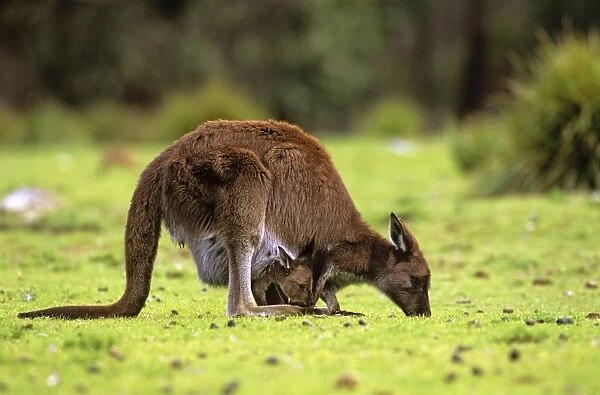 Kangaroo Island Western Grey Kangaroo - Mother feeding with joey in pouch - Flinders Chase National Park - Kangaroo Island - South Australia JPF40643
