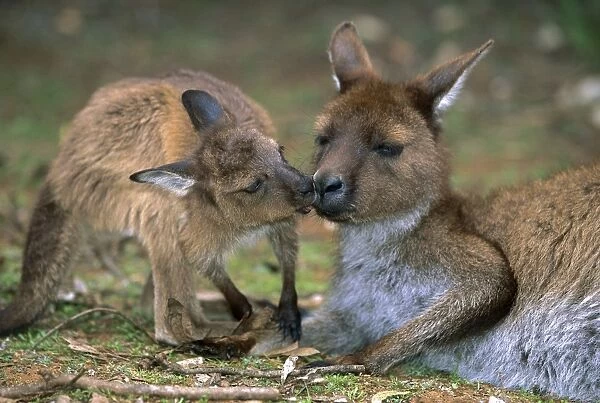 Kangaroo Island Western Grey Kangaroo - Mother and young - Flinders Chase National Park - Kangaroo Island - South Australia JPF40620