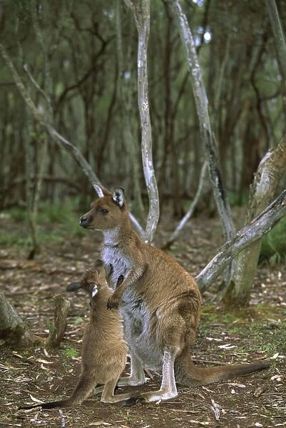Kangaroo Island Western Grey Kangaroo - Mother and young - Flinders Chase National Park - Kangaroo Island - South Australia JPF40593