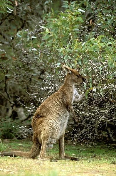 Kangaroo Island Western Grey Kangaroo - Mother feeding - Flinders Chase National Park - Kangaroo Island - South Australia JPF40551