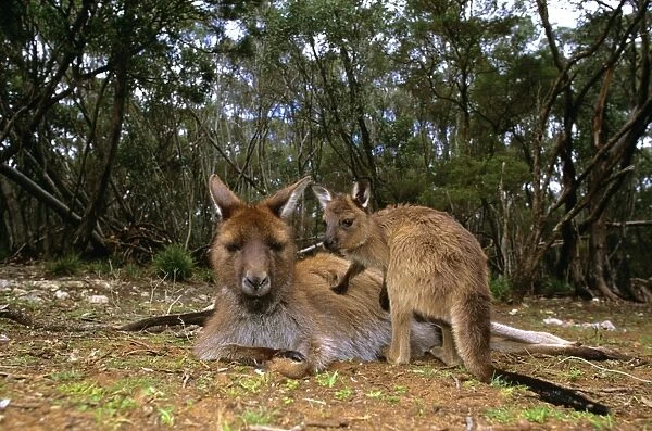 Kangaroo Island Western Grey Kangaroo - Mother and young - Flinders Chase National Park - Kangaroo Island - South Australia JPF40525