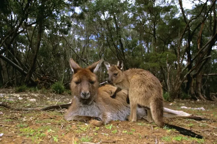 Framed Print : Kangaroo Island Western Grey Kangaroo - Mother and young - Flinders Chase National Park - Kangaroo Island - South Australia JPF40525 Framed Print : Kangaroo Island Western Grey Kangaroo - Mother and young - Flinders Chase National Park - Kangaroo Island - South Australia JPF40525