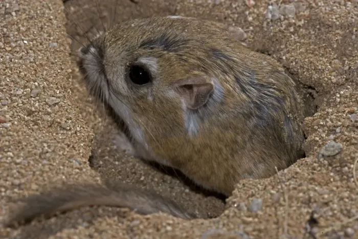 Framed Print : Kangaroo Rat - Emerging from hole in sand. Habitat is sandy waste areas, sand dunes, sometimes hard packed soil - Spends days in deep burrows in the sand which it plugs to maintain stable temperature Framed Print : Kangaroo Rat - Emerging from hole in sand. Habitat is sandy waste areas, sand dunes, sometimes hard packed soil - Spends days in deep burrows in the sand which it plugs to maintain stable temperature