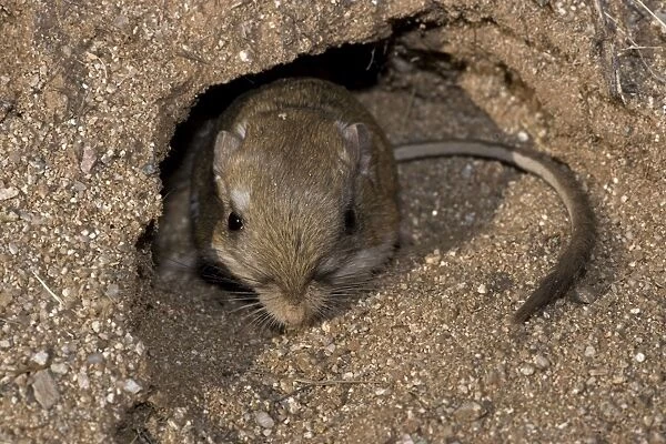 Kangaroo Rat - Emerging from hole in sand. Habitat is sandy waste areas, sand dunes, sometimes hard packed soil - Spends days in deep burrows in the sand which it plugs to maintain stable temperature